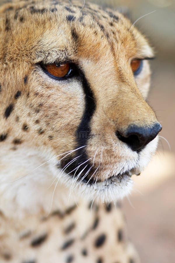 Cheetah portrait