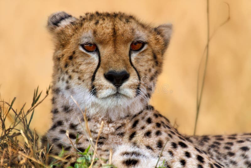 Cheetah portrait, Masai Mara