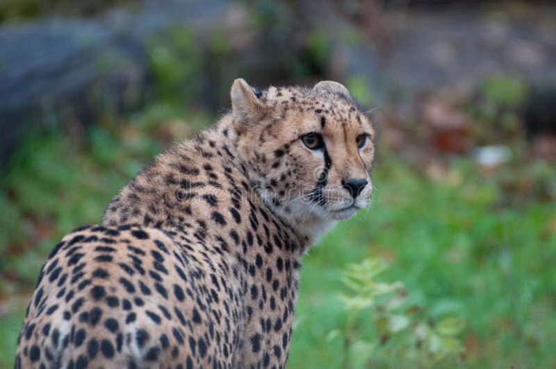 Cheetah Eye Macro Photography Stock Photos - Free & Royalty-Free Stock ...