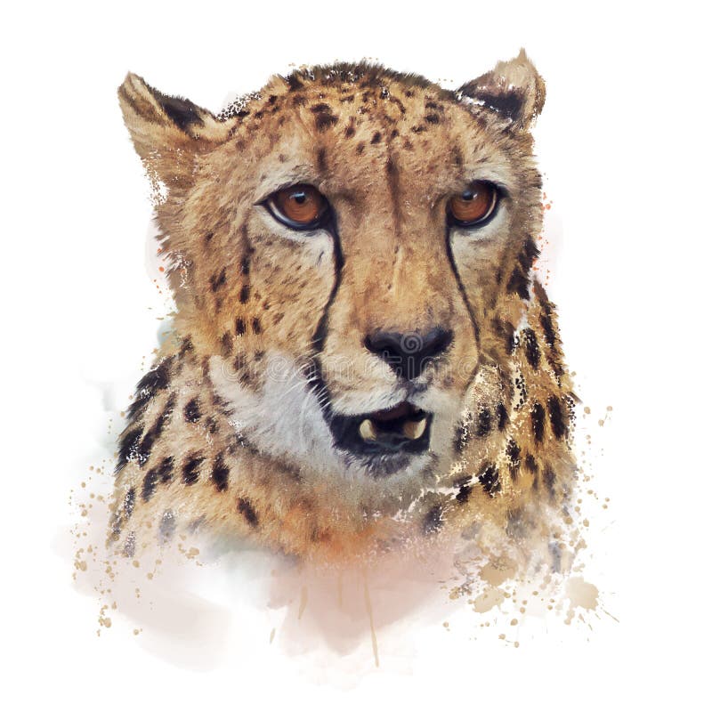 Cheetah Portrait Watercolor on White Background Stock Illustration - Illustration of animals, wallpaper: 148094582 Cheetah Portrait Watercolor on White Background Stock Illustration - Illustration of animals, wallpaper: 148094582