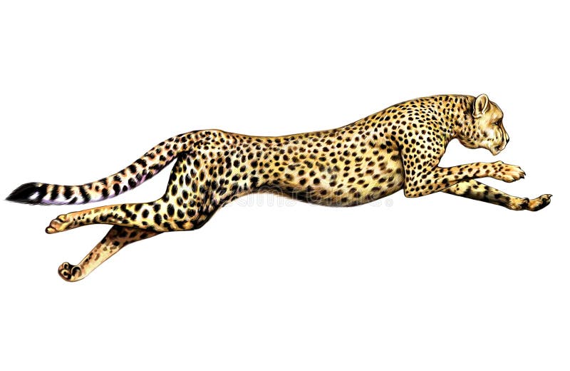 Finished cheetah drawing and tutorial | Wild Portrait Artist