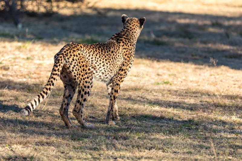 Cheetah Running in South Africa, Acinonyx Jubatus. Stock Image - Image of  animals, feline: 153834363