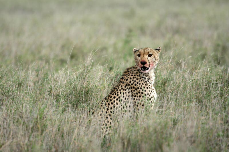 Cheetah - Serengeti, Africa stock image