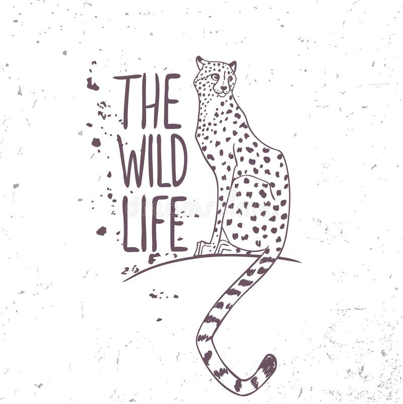Cheetah royalty free illustration Cheetah royalty free illustration