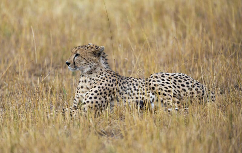 Cheetah sitting in a dry grass at Masai Mara, Kenya