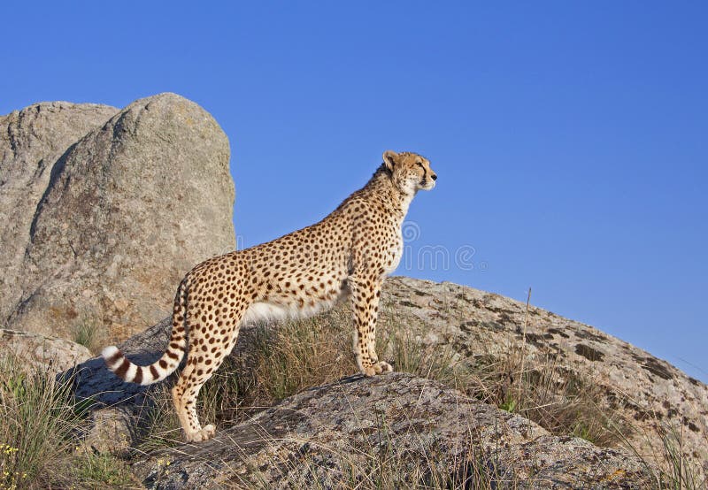 Cheetah standing on a rock stock image. Image of holiday 16144867