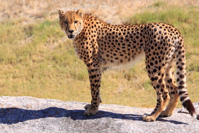 Cheetah standing on a rock royalty free stock images