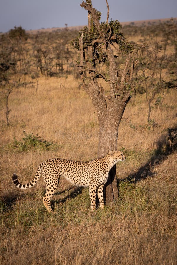 Cheetah stands by tree trunk on grass royalty free stock photo