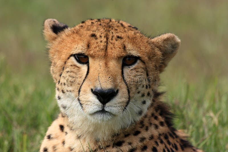 Cheetah Stare