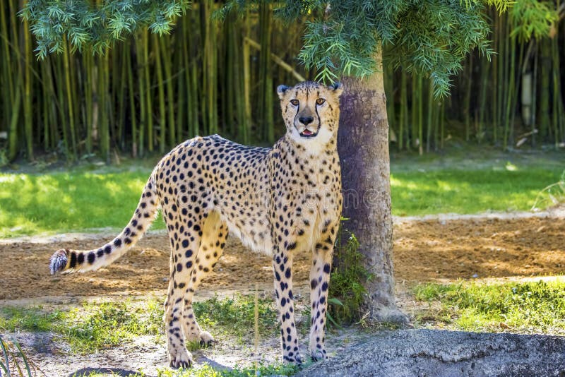 Cheetah Staring in the Distance Stock Image - Image of predator, mammal ...