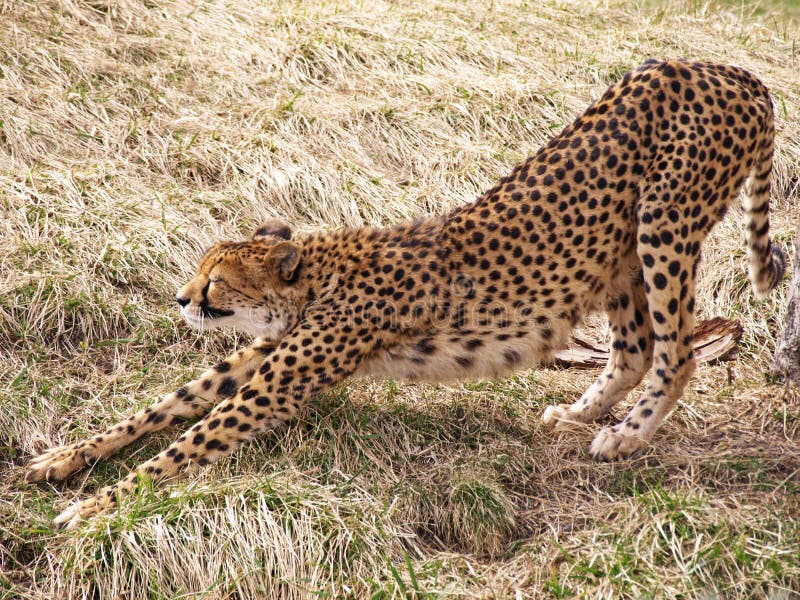 cheetah-stretching-9524839.jpg