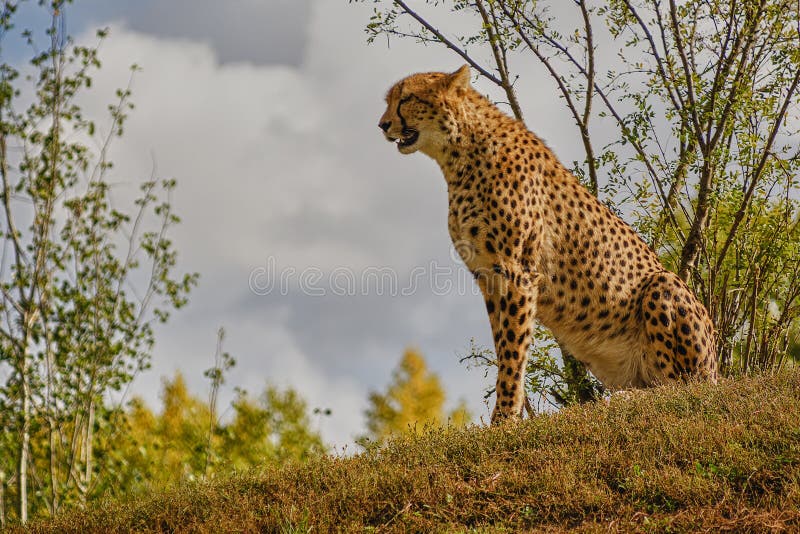 Cheetah sur une colline d'observation images libres de droits Cheetah sur une colline d'observation images libres de droits