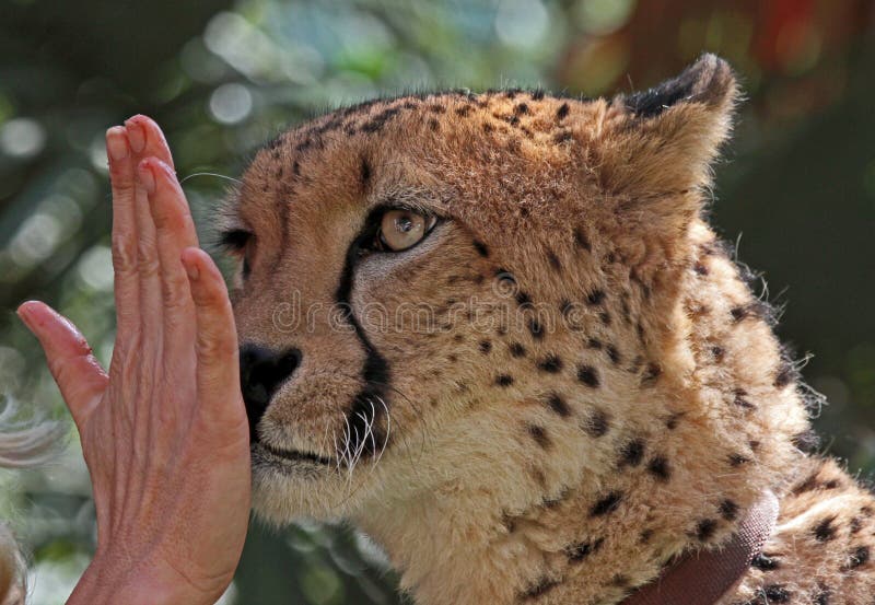 Cheetah Training