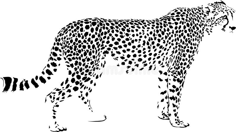 Cheetah stock vector. Illustration of danger, abstract - 276196133