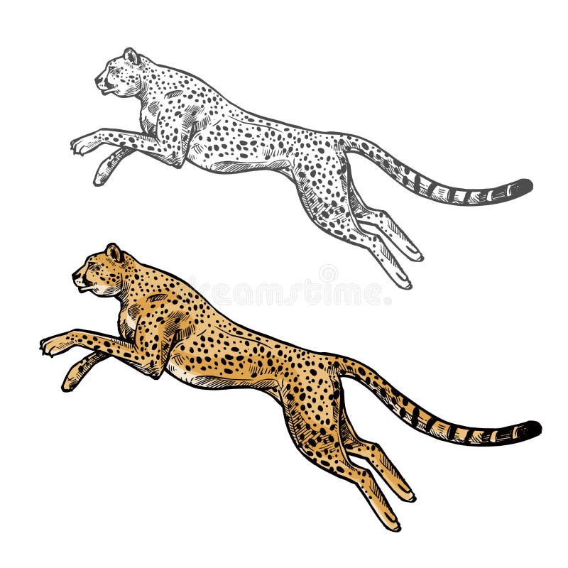 Cheetah Icon Isolated Vector & Photo (Free Trial)