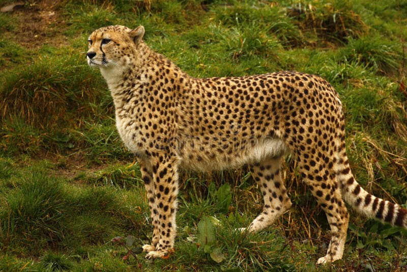 Cheetah the World`s Fastest Animal Stock Photo - Image of fast, eyes: 115559726 Cheetah the World`s Fastest Animal Stock Photo - Image of fast, eyes: 115559726