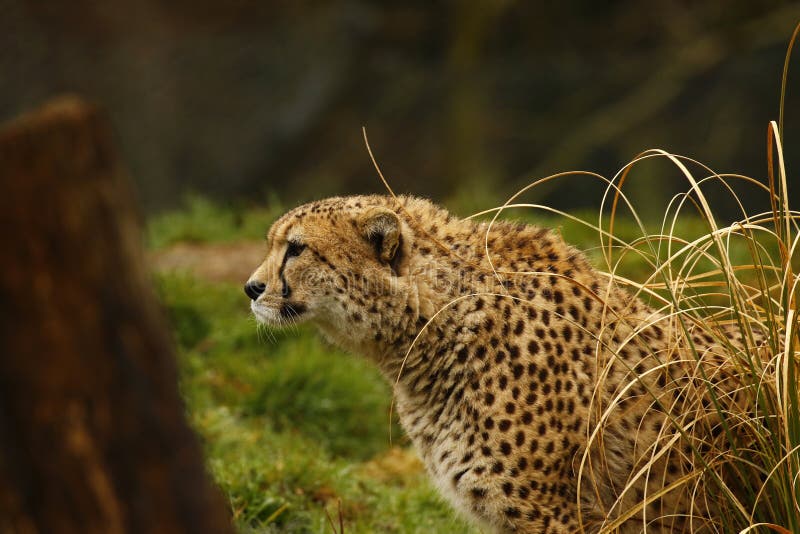 Cheetah the World`s Fastest Animal Stock Image - Image of lithe, cheetah:  115559455