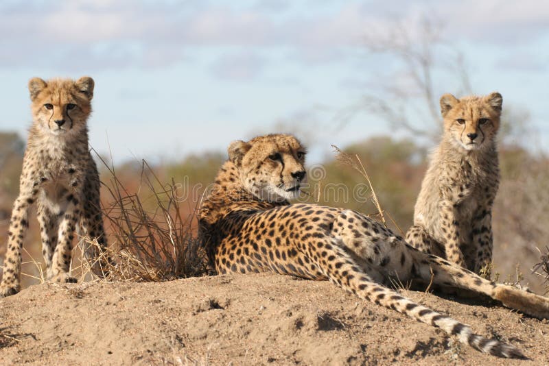 Cheetahgröngölingar royaltyfri foto