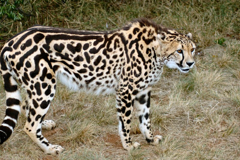 Cheetahkonung royaltyfria foton