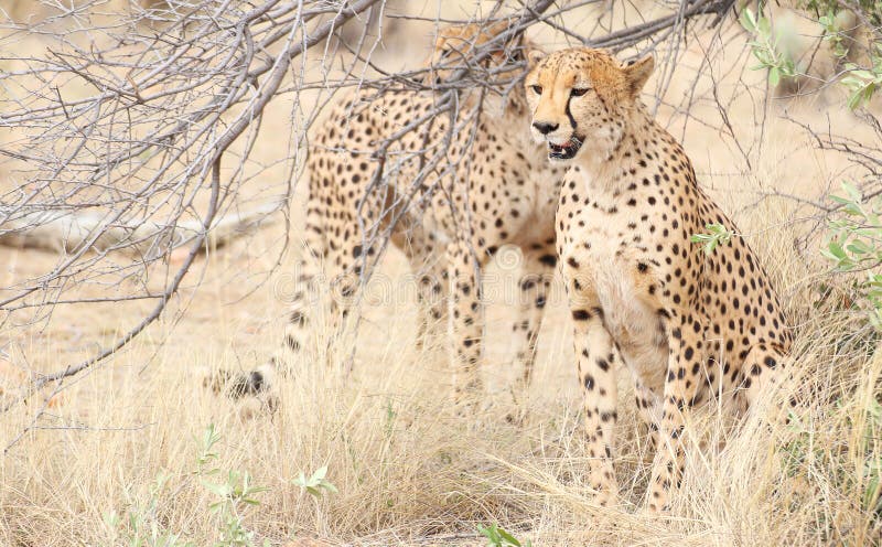 cheetahs images stock cheetahs images stock