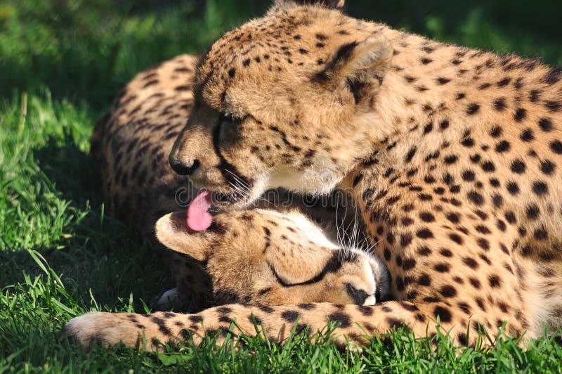 Cheetahs.