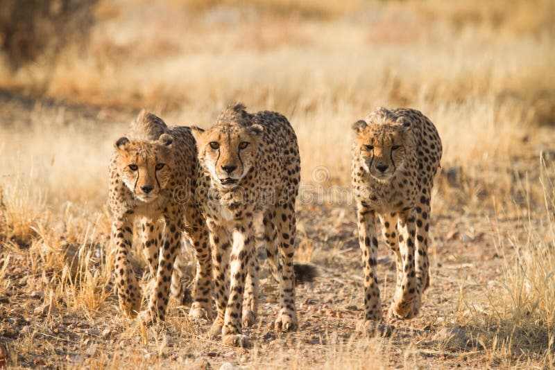 Bachelor goup of cheetahs, Etosha, Namibia