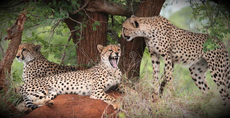 cheetahs images libres de droits cheetahs images libres de droits