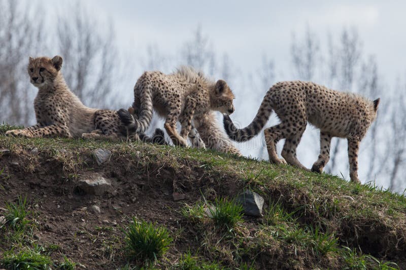cheetahs photo stock cheetahs photo stock