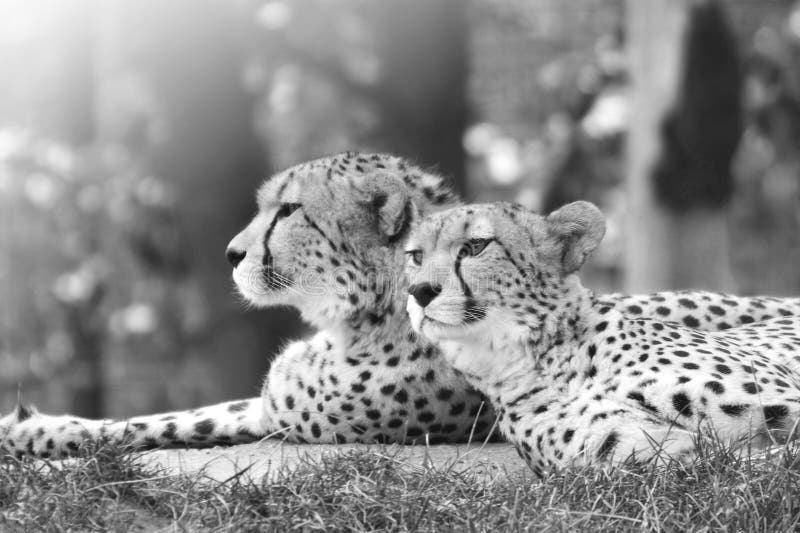 cheetahs photos libres de droits cheetahs photos libres de droits
