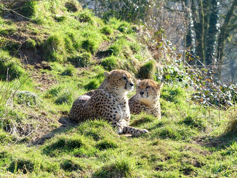 2 Cheetahs on a green hillside royalty free stock photography 2 Cheetahs on a green hillside royalty free stock photography