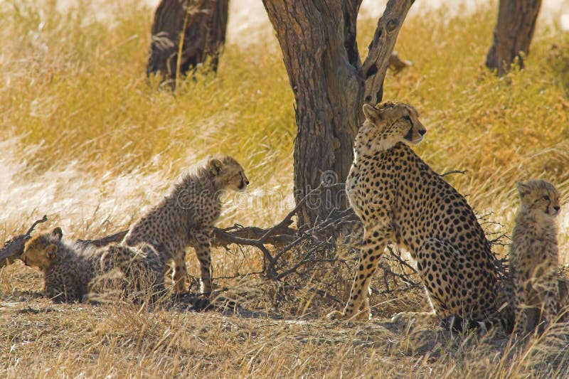 Cheetahs in Kalahari Desert, Southern Africa