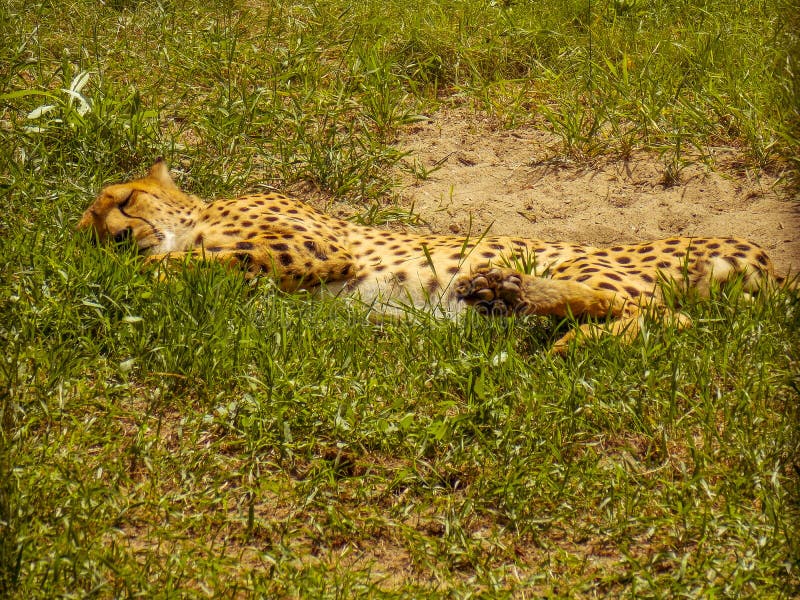 Cheetah is the Fastest Land Animal. Stock Image - Image of living, regular:  230741697