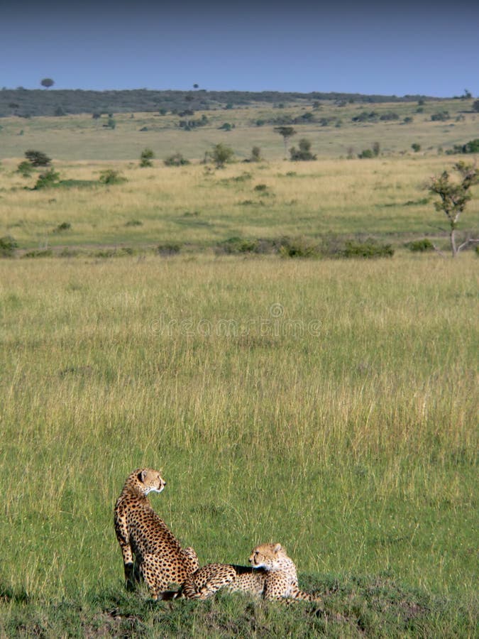 Cheetahs lying on the plains royalty free stock photography