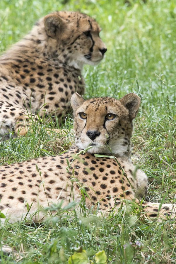 Cheetahs stock image. Image of spot, femala, grass, cheetah 57318467