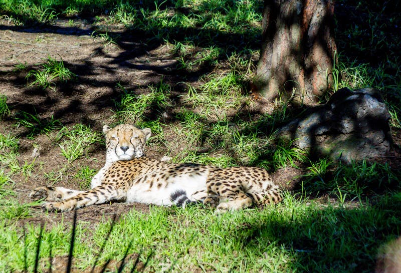 Cheetahs rest in the grass and on platforms. Auckland Zoo Auckland New Zealand