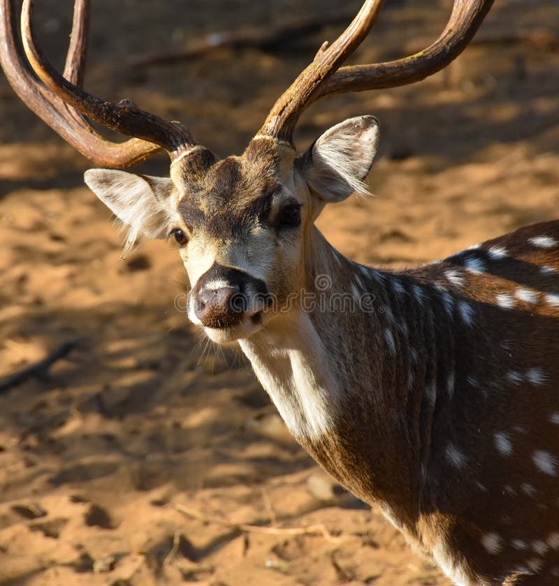 Cheetal deer or axis deer