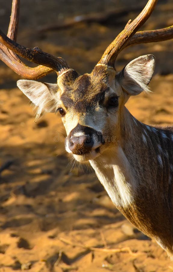 Cheetal deer or axis deer