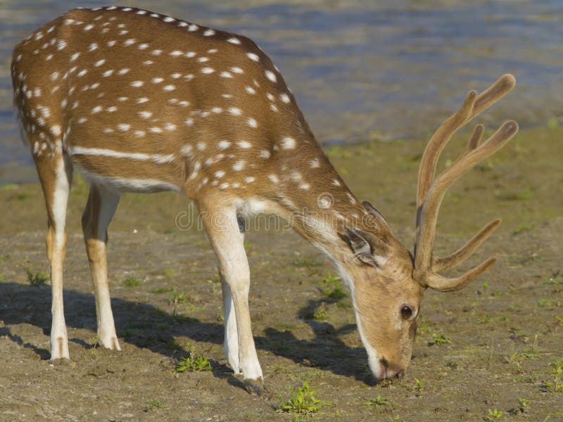 Cheetal Spotted deer - Axis axis royalty free stock photo Cheetal Spotted deer - Axis axis royalty free stock photo