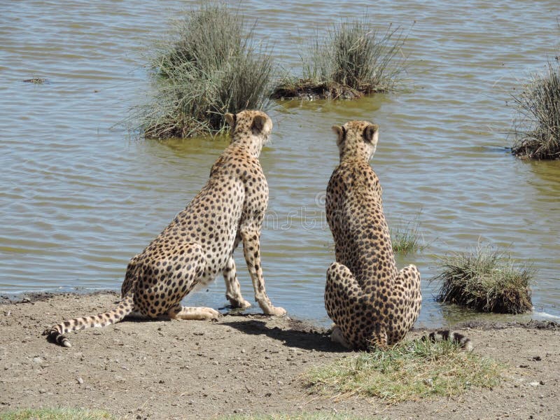 Cheetas africanos na árvore no parque nacional de Serengeti, Tanzânia imagens de stock royalty free Cheetas africanos na árvore no parque nacional de Serengeti, Tanzânia imagens de stock royalty free