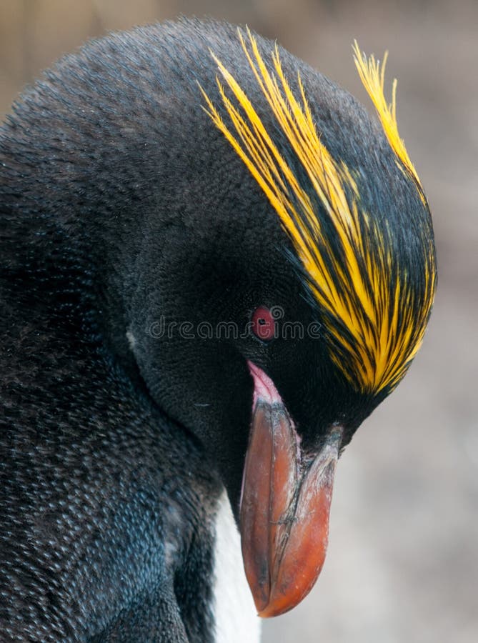 Chef de pingouin adulte de macaronis, tonnelier Bay, la Géorgie du sud photo stock Chef de pingouin adulte de macaronis, tonnelier Bay, la Géorgie du sud photo stock