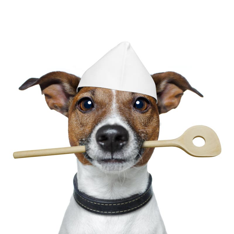 Chef Dog with Cooking Spoon Stock Photo Image of enjoy, chef 23638414