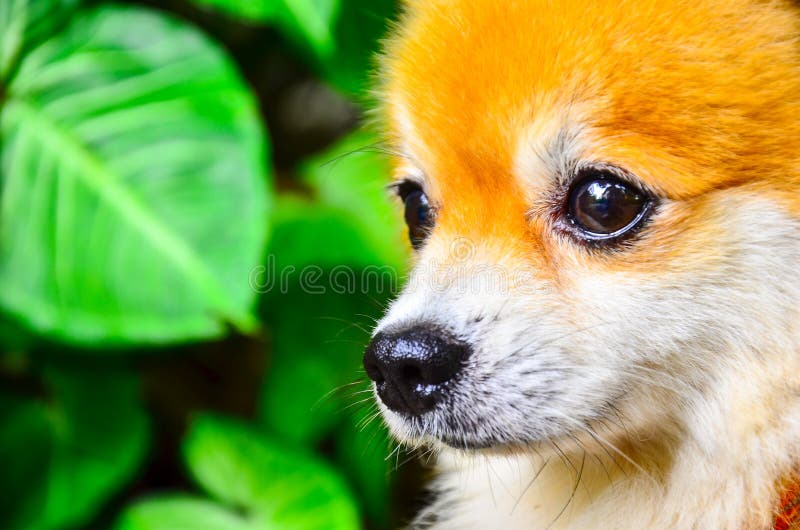 Chef för Chihuahua med lång halveringstid