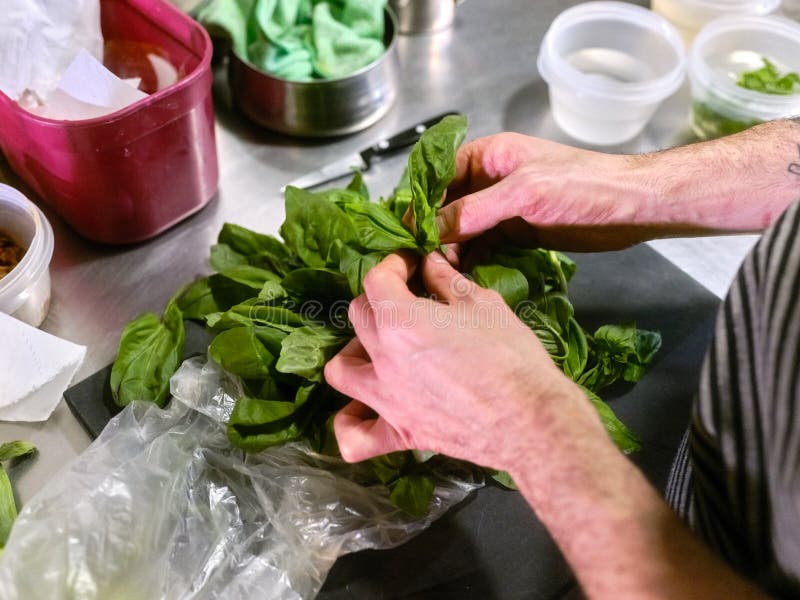Chef Working with a Basil Leaf in a Restaurant Kitchen Stock Image
