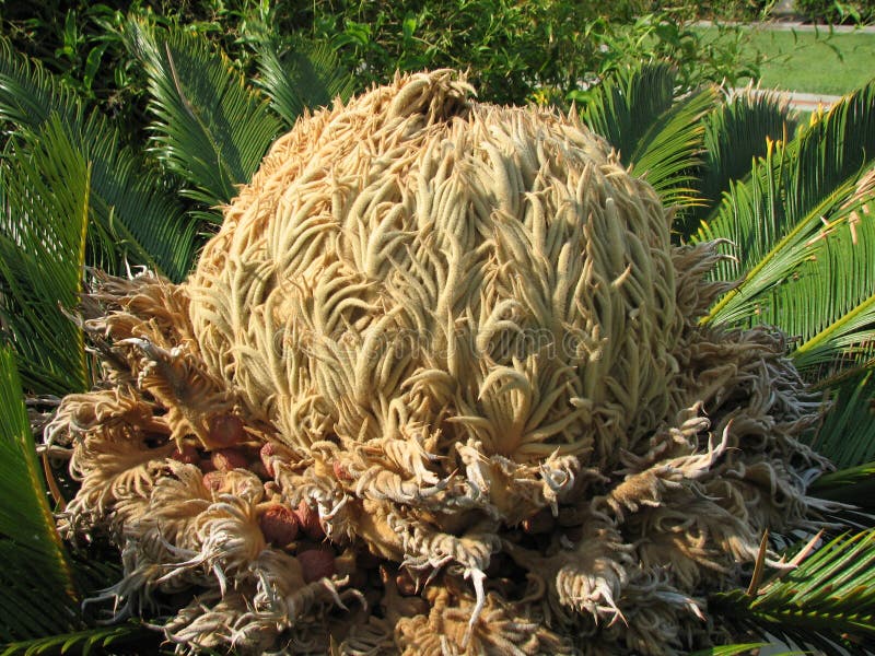 Chefe da Revolução das Palmeiras de Sago, Tree Cycas imagens de stock Chefe da Revolução das Palmeiras de Sago, Tree Cycas imagens de stock