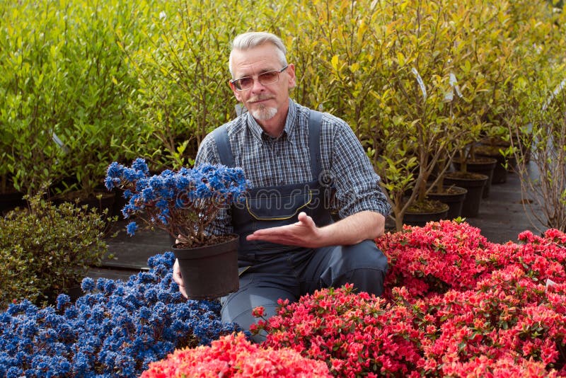 Chefträdgårdmitten nära shoppar fönstret med blommor Han rymmer en blomkruka royaltyfria bilder Chefträdgårdmitten nära shoppar fönstret med blommor Han rymmer en blomkruka royaltyfria bilder