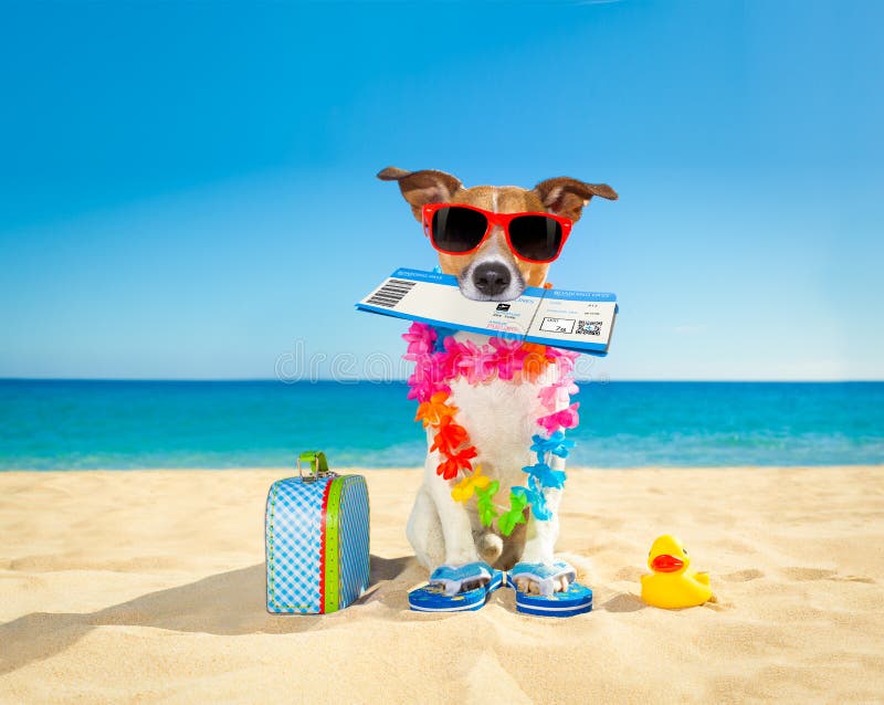Chek i hund för sommar för logipasserande royaltyfri fotografi Chek i hund för sommar för logipasserande royaltyfri fotografi