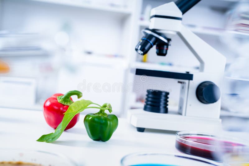 Chemical Laboratory of the Food Supply . Food in Laboratory, Dna Modify