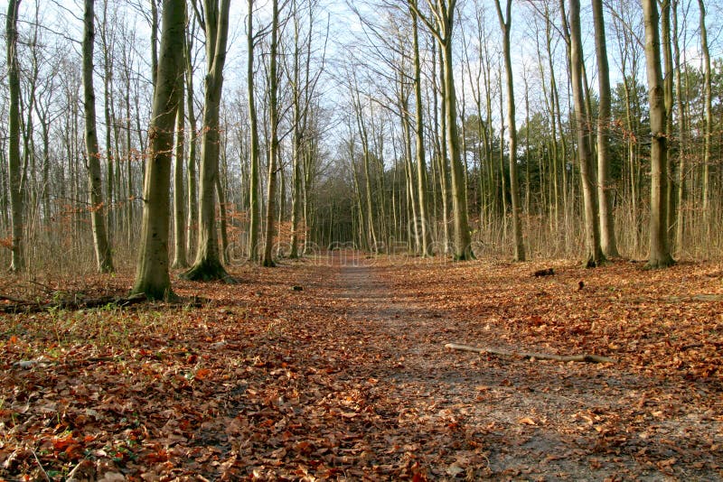 Download Chemin image stock. Image du path, caillebotis, piste, traînée - 57613