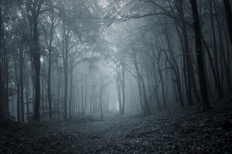 Chemin dans une forêt mystérieuse foncée avec le brouillard image libre de droits