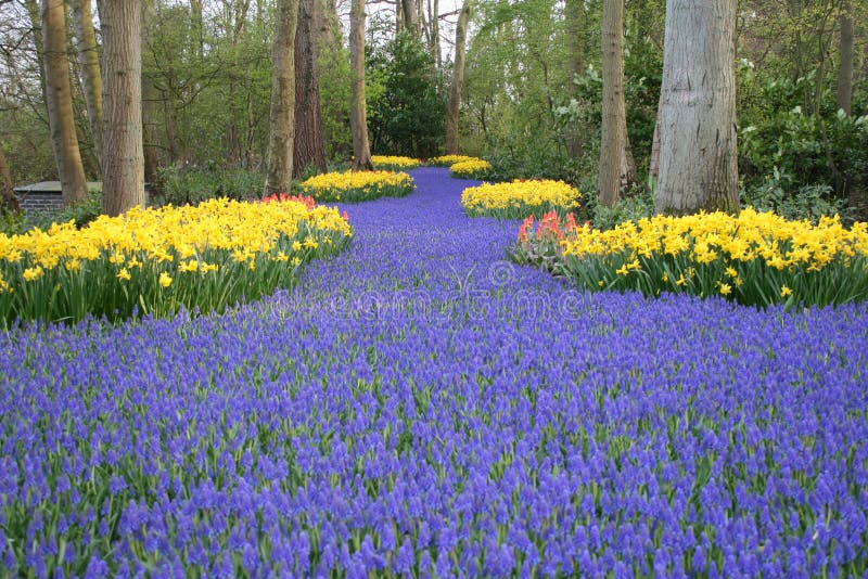 Fleurs Exotiques Tropicales Photo stock Image du loisirs, tropical